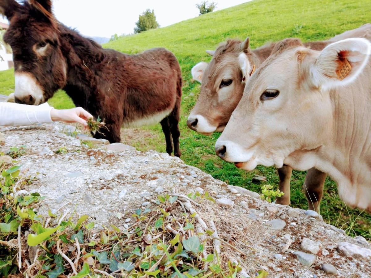 Argixti Konuk evi Sumbilla Dış mekan fotoğraf